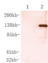 Western blot - Anti-V5 tag antibody [E10] (AB53418)