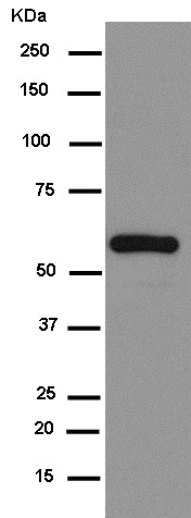 Western blot - Anti-V5 tag antibody [EPR12989] - BSA and Azide free (AB250573)