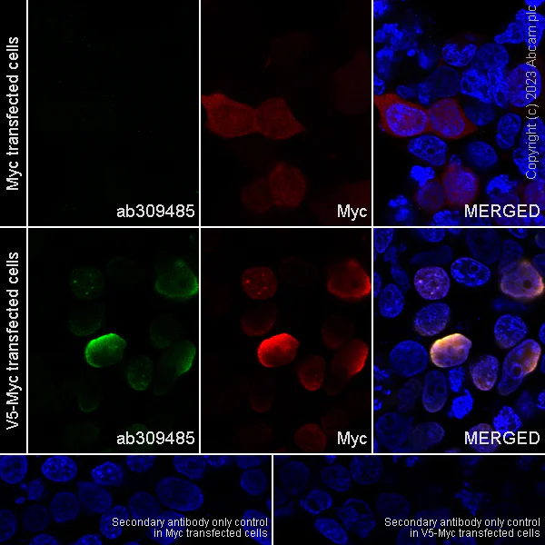 Immunocytochemistry/ Immunofluorescence - Anti-V5 tag antibody [EPR27187-61] - BSA and Azide free (AB309486)