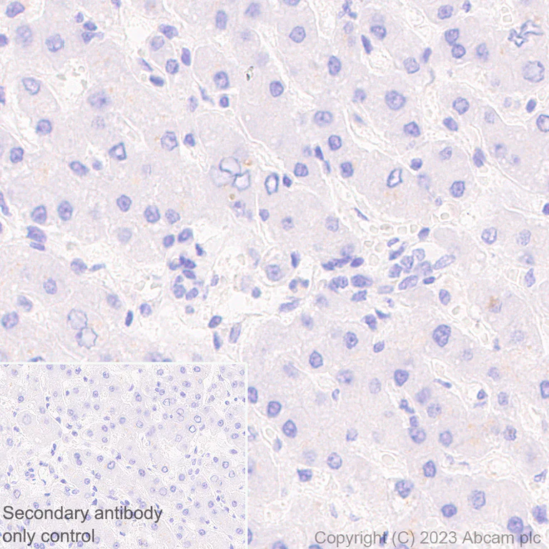 Immunohistochemistry (Formalin/PFA-fixed paraffin-embedded sections) - Anti-V5 tag antibody [EPR27187-61] - BSA and Azide free (AB309486)