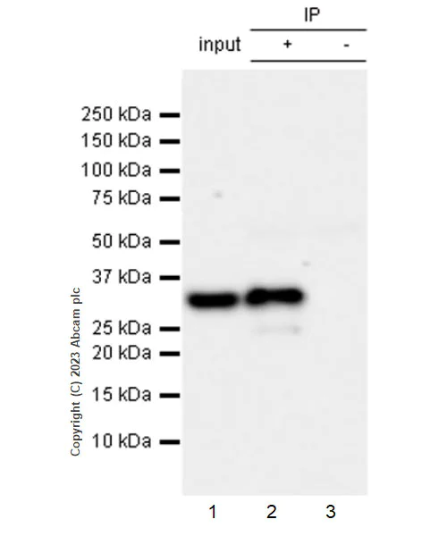 Immunoprecipitation - Anti-V5 tag antibody [EPR27187-61] - BSA and Azide free (AB309486)