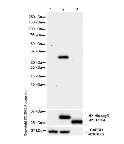 Western blot - Anti-V5 tag antibody [EPR27187-61] - BSA and Azide free (AB309486)