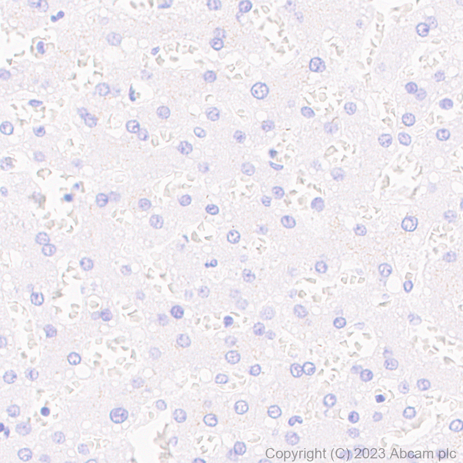 Immunohistochemistry (Formalin/PFA-fixed paraffin-embedded sections) - Anti-V5 tag antibody [RM1083] (AB314555)