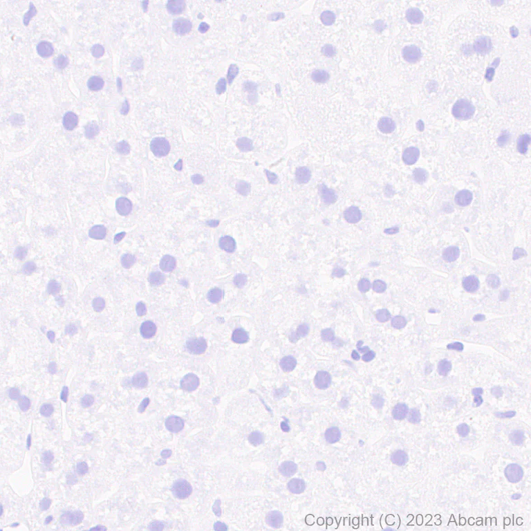 Immunohistochemistry (Formalin/PFA-fixed paraffin-embedded sections) - Anti-V5 tag antibody [RM1083] (AB314555)