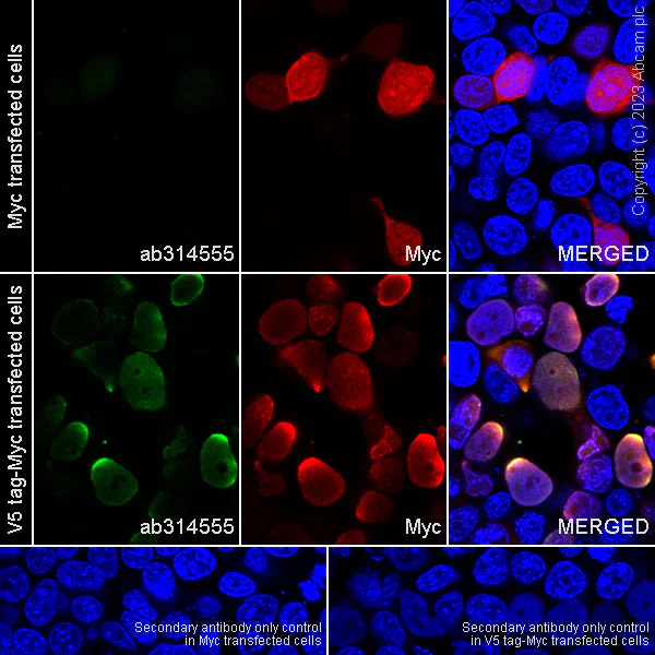 Immunocytochemistry/ Immunofluorescence - Anti-V5 tag antibody [RM1083] - BSA and Azide free (AB314556)
