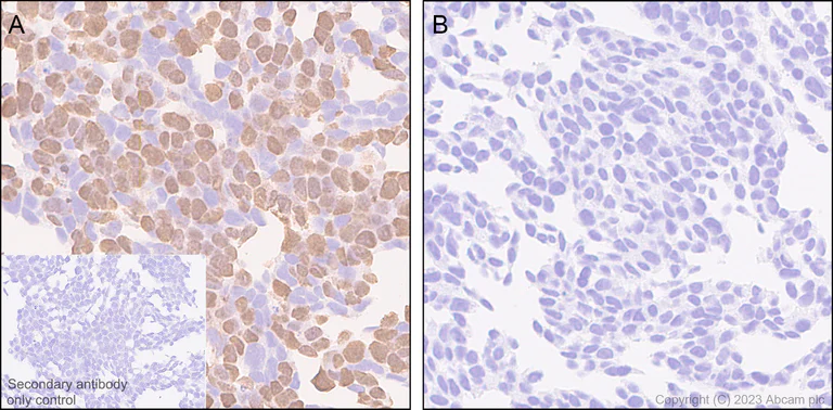 Immunohistochemistry (Formalin/PFA-fixed paraffin-embedded sections) - Anti-V5 tag antibody [RM1083] - BSA and Azide free (AB314556)