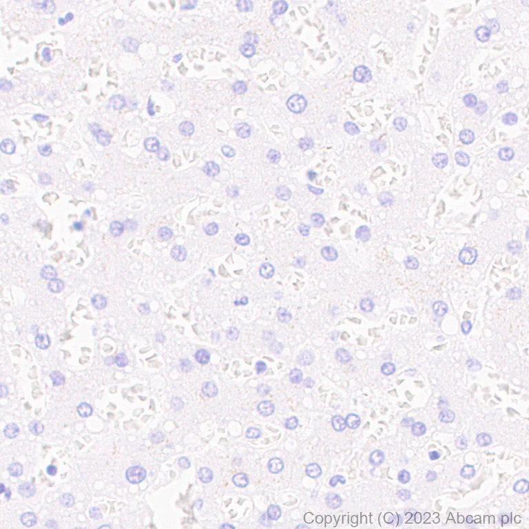 Immunohistochemistry (Formalin/PFA-fixed paraffin-embedded sections) - Anti-V5 tag antibody [RM1083] - BSA and Azide free (AB314556)