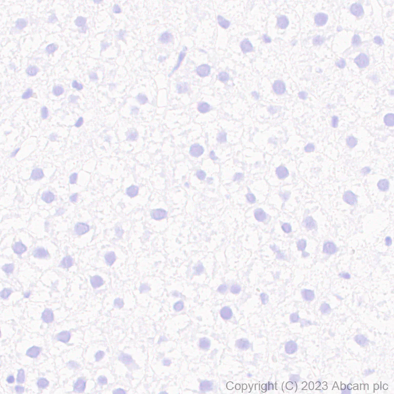 Immunohistochemistry (Formalin/PFA-fixed paraffin-embedded sections) - Anti-V5 tag antibody [RM1083] - BSA and Azide free (AB314556)
