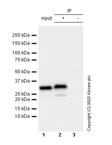Immunoprecipitation - Anti-V5 tag antibody [RM1083] - BSA and Azide free (AB314556)