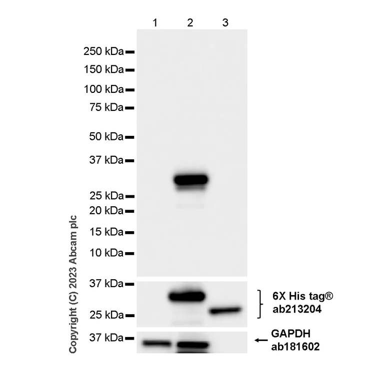 Western blot - Anti-V5 tag antibody [RM1083] - BSA and Azide free (AB314556)