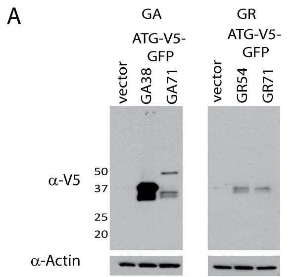 Western blot - Anti-V5 tag antibody [SV5-Pk1] (AB27671), expandable thumbnail