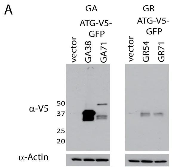 Western blot - Anti-V5 tag antibody [SV5-Pk1] (AB27671)