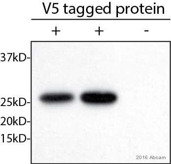 Western blot - Anti-V5 tag antibody [SV5-Pk1] (AB27671), expandable thumbnail