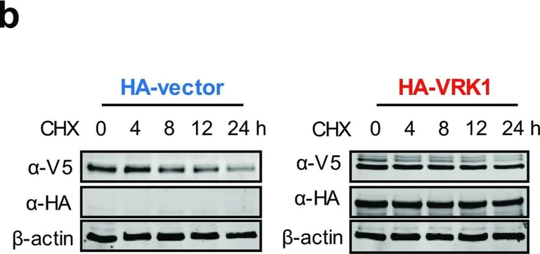Western blot - Anti-V5 tag antibody [SV5-Pk1] (AB27671)