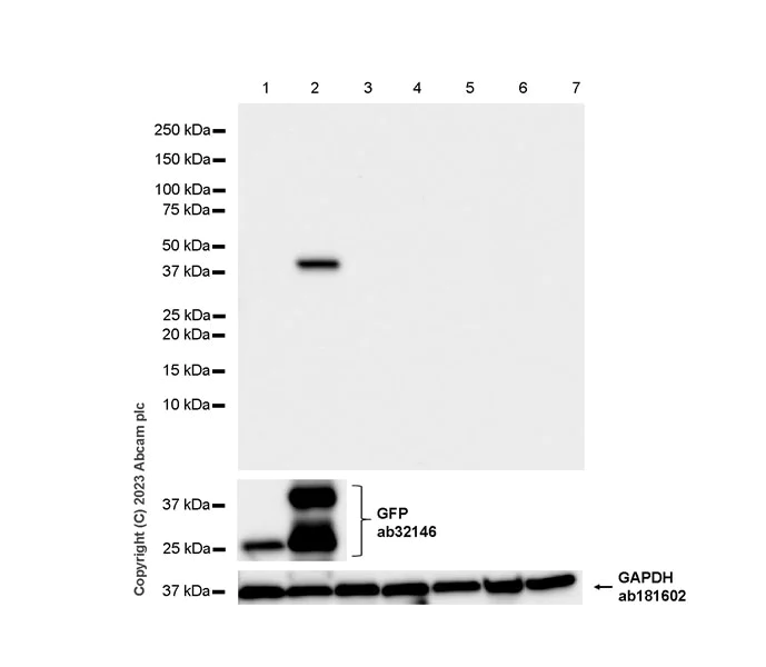 Western blot - Anti-Vaccinia Virus antibody [EPR28236-80] (AB312854)