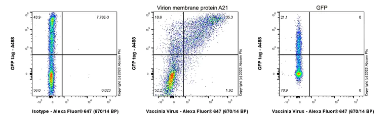 Flow Cytometry (Intracellular) - Anti-Vaccinia Virus antibody [EPR28236-80] - BSA and Azide free (AB312855)