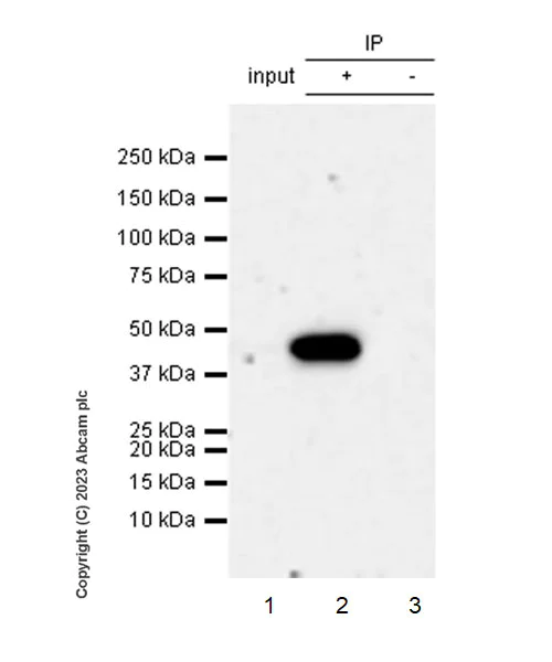 Immunoprecipitation - Anti-Vaccinia Virus antibody [EPR28236-80] - BSA and Azide free (AB312855)