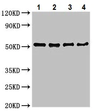Western blot - Anti-Vaccinia virus Cell surface-binding protein antibody (AB225690)