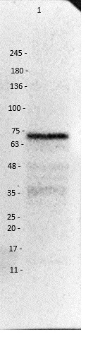Western blot - Anti-VAChT antibody (AB235201)