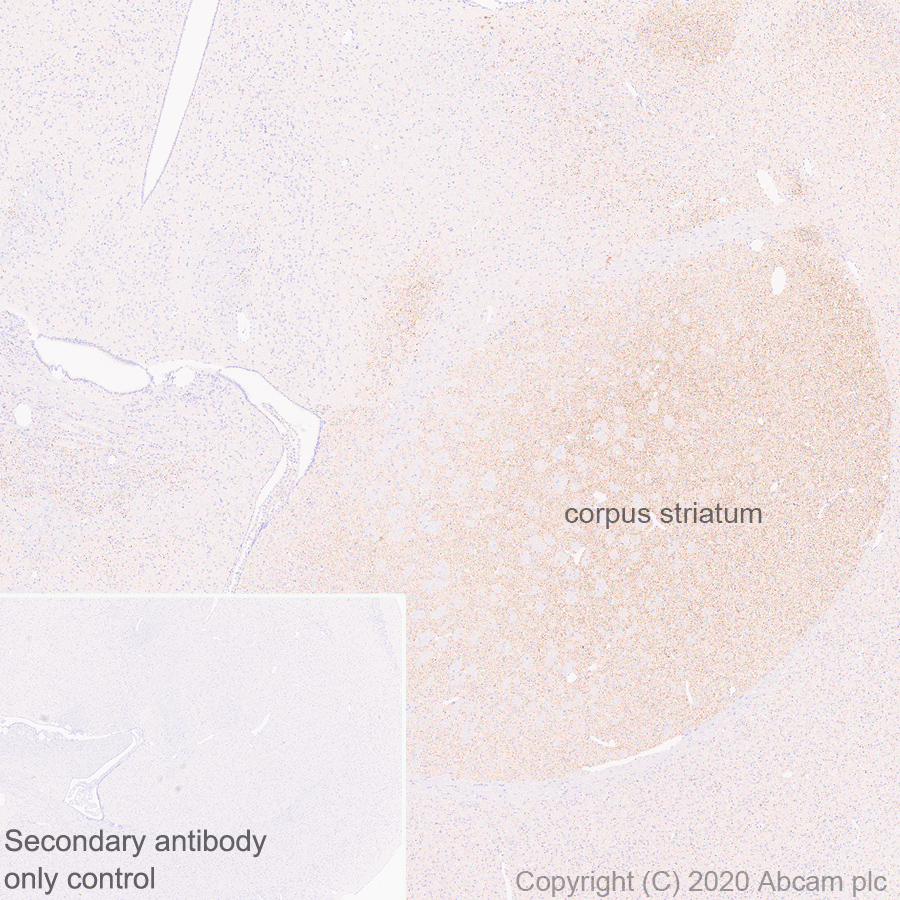 Immunohistochemistry (Formalin/PFA-fixed paraffin-embedded sections) - Anti-VAChT antibody [EPR24248-167] (AB271111), expandable thumbnail