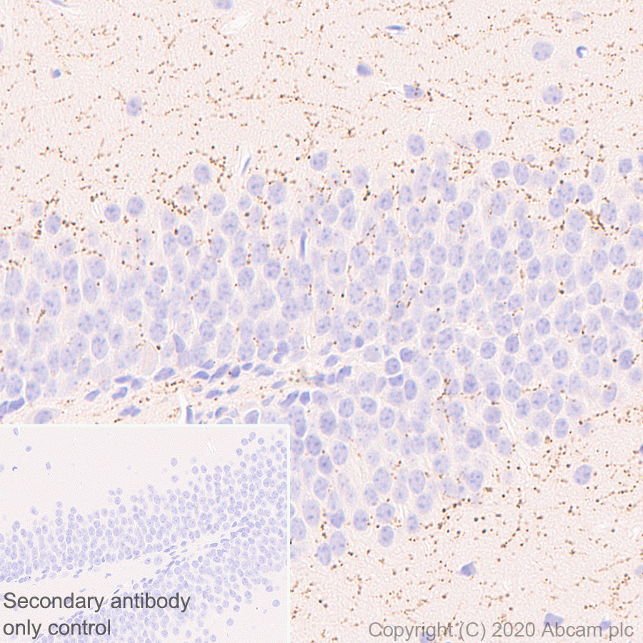 Immunohistochemistry (Formalin/PFA-fixed paraffin-embedded sections) - Anti-VAChT antibody [EPR24248-167] (AB271111), expandable thumbnail