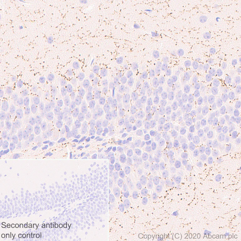 Immunohistochemistry (Formalin/PFA-fixed paraffin-embedded sections) - Anti-VAChT antibody [EPR24248-167] (AB271111)