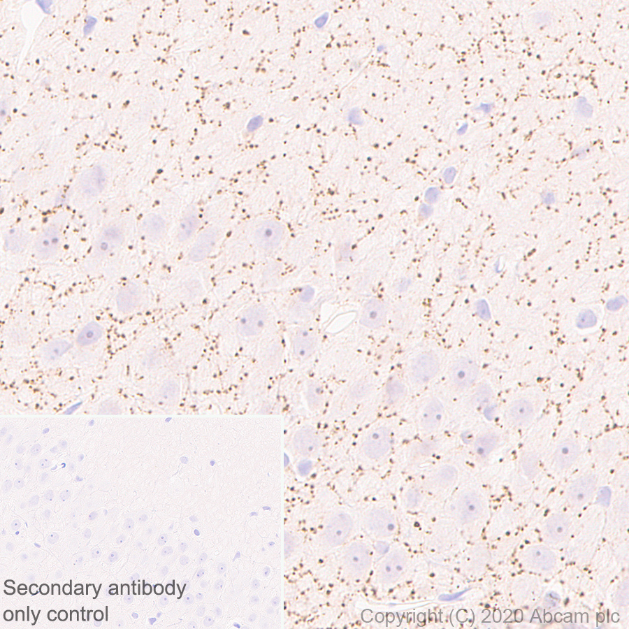 Immunohistochemistry (Formalin/PFA-fixed paraffin-embedded sections) - Anti-VAChT antibody [EPR24248-167] (AB271111), expandable thumbnail