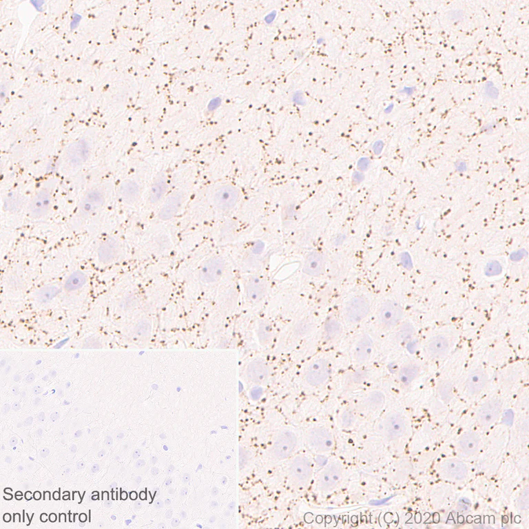 Immunohistochemistry (Formalin/PFA-fixed paraffin-embedded sections) - Anti-VAChT antibody [EPR24248-167] (AB271111)