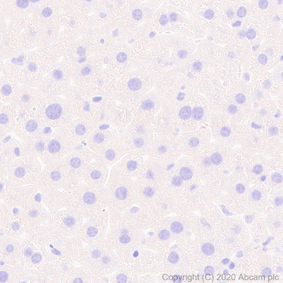 Immunohistochemistry (Formalin/PFA-fixed paraffin-embedded sections) - Anti-VAChT antibody [EPR24248-167] (ab271111), expandable thumbnail