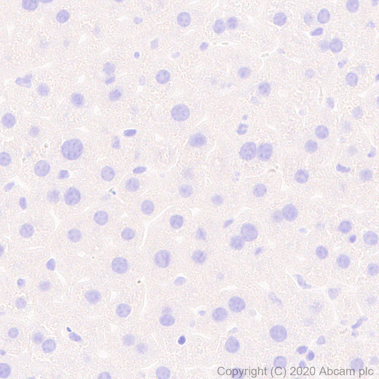 Immunohistochemistry (Formalin/PFA-fixed paraffin-embedded sections) - Anti-VAChT antibody [EPR24248-167] (AB271111)