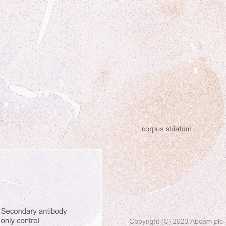 Immunohistochemistry (Formalin/PFA-fixed paraffin-embedded sections) - Anti-VAChT antibody [EPR24248-167] - BSA and Azide free (AB279710)