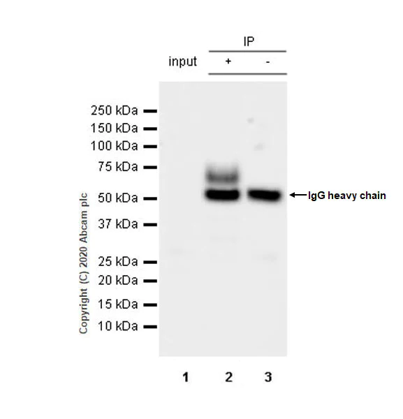 Immunoprecipitation - Anti-VAChT antibody [EPR24248-167] - BSA and Azide free (AB279710)