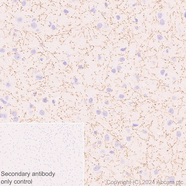 Immunohistochemistry (Formalin/PFA-fixed paraffin-embedded sections) - Anti-VAChT antibody [EPR29154-71] (AB317452)