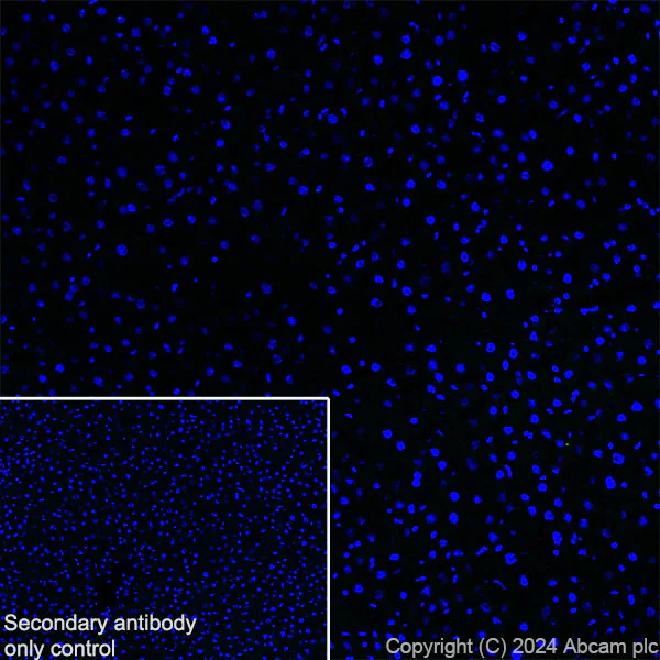 Immunohistochemistry (Frozen sections) - Anti-VAChT antibody [EPR29154-71] (AB317452)