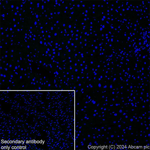 Immunohistochemistry (Frozen sections) - Anti-VAChT antibody [EPR29154-71] - BSA and Azide free (AB317453)