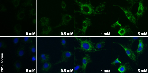 Immunocytochemistry/ Immunofluorescence - Valproic acid, sodium salt, Histone deacetylase inhibitor (AB120745)