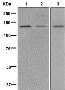 Western blot - Anti-valyl tRNA synthetase antibody [EP11299] - BSA and Azide free (AB284828)