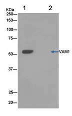 Immunoprecipitation - Anti-VAM1 antibody [EPR14157(B)] (AB180508)