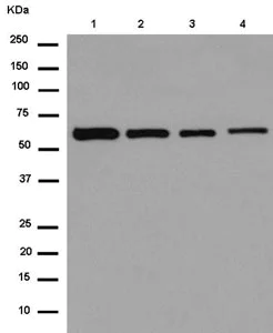 Western blot - Anti-VAM1 antibody [EPR14157(B)] - BSA and Azide free (AB250210)