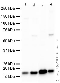 Western blot - Anti-VAMP1 antibody (AB41324)