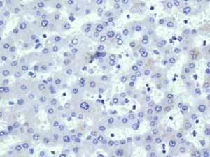 Immunohistochemistry (Formalin/PFA-fixed paraffin-embedded sections) - Anti-VAMP1 antibody [EPR7325(2)] (AB151712)