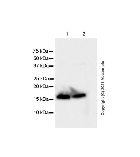 Western blot - Anti-VAMP1 antibody [EPR7325(2)] (AB151712), expandable thumbnail