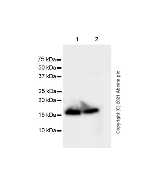 Western blot - Anti-VAMP1 antibody [EPR7325(2)] (AB151712)