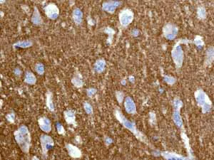 Immunohistochemistry (Formalin/PFA-fixed paraffin-embedded sections) - Anti-VAMP1 antibody [EPR7325(2)] - BSA and Azide free (AB249031)