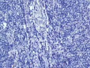 Immunohistochemistry (Formalin/PFA-fixed paraffin-embedded sections) - Anti-VAMP1 antibody [EPR7325(2)] - BSA and Azide free (AB249031)