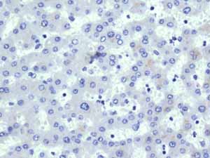 Immunohistochemistry (Formalin/PFA-fixed paraffin-embedded sections) - Anti-VAMP1 antibody [EPR7325(2)] - BSA and Azide free (AB249031), expandable thumbnail
