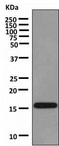 Western blot - Anti-VAMP1 antibody [EPR7325(2)] - BSA and Azide free (AB249031)