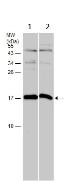 Western blot - Anti-VAMP2 antibody (AB228996)