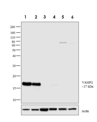 Western blot - Anti-VAMP2 antibody (AB3347)