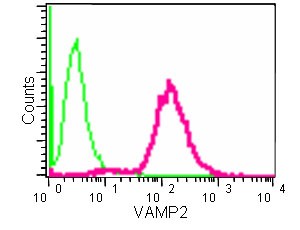 Flow Cytometry (Intracellular) - Anti-VAMP2 antibody [EPR12790] (AB181869), expandable thumbnail